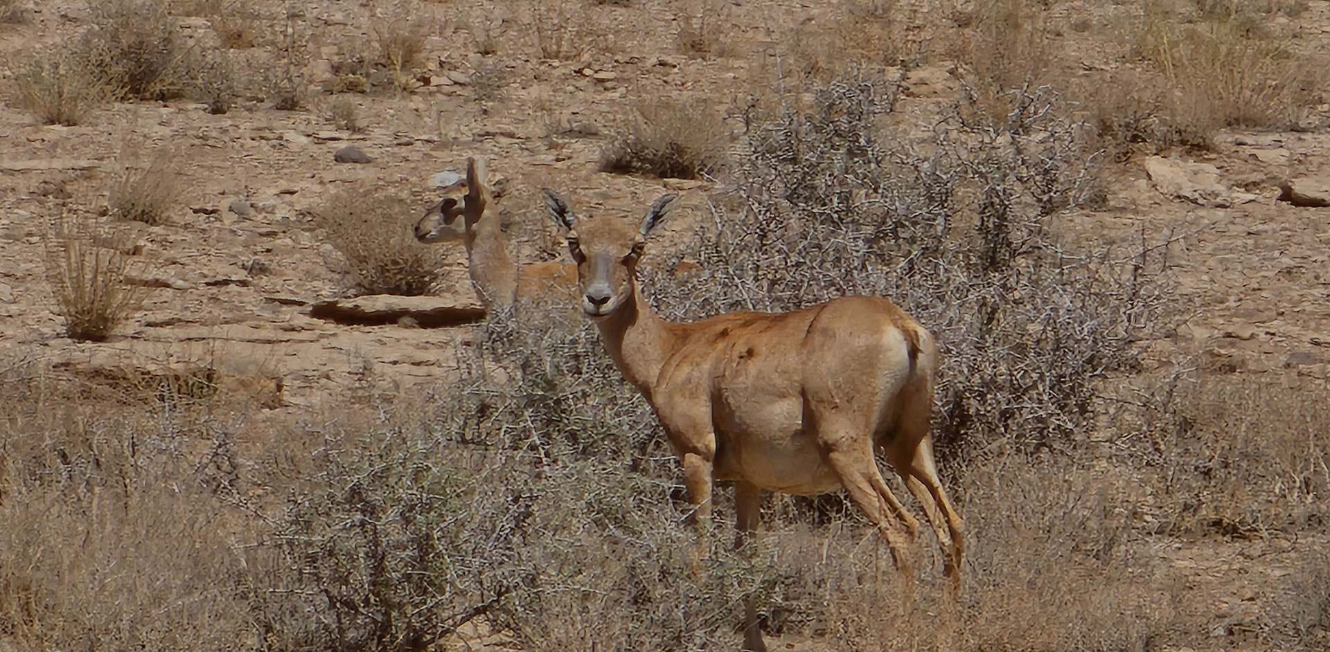 Observing the pristine wildlife of Mouteh — a symbol of Iran’s biodiversity